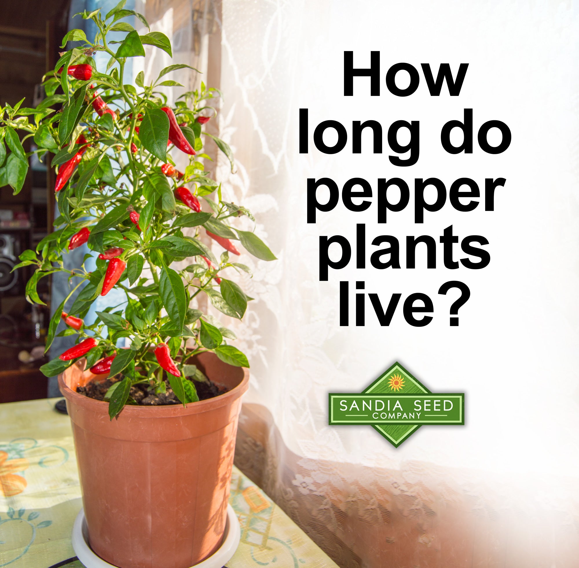 How long do pepper plants live?