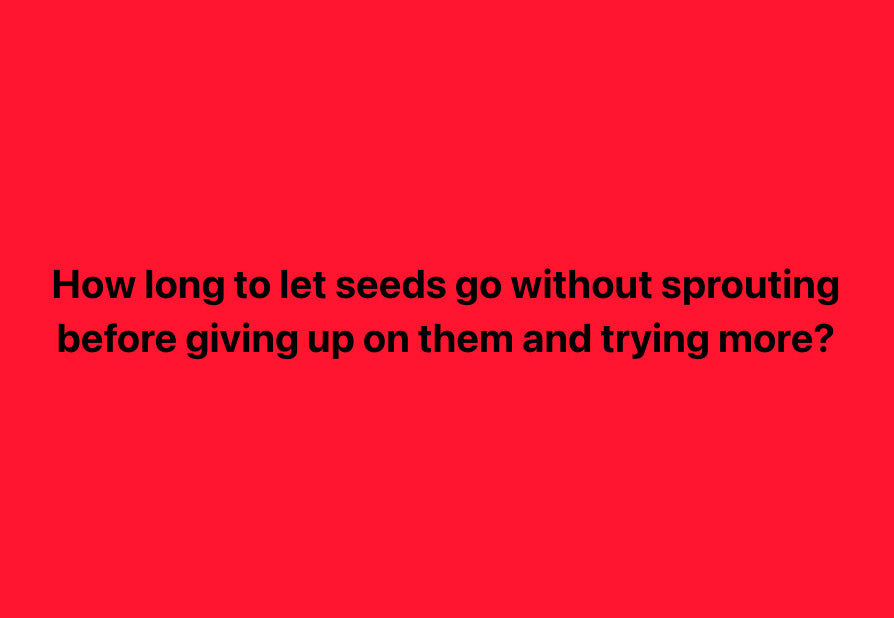 How long to let seeds go without sprouting before giving up on them and trying more?