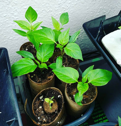 https://cdn.shopify.com/s/files/1/0871/0950/files/How-to-Grow-Hot-Peppers-from-Seed_large.jpg?v=1558364585