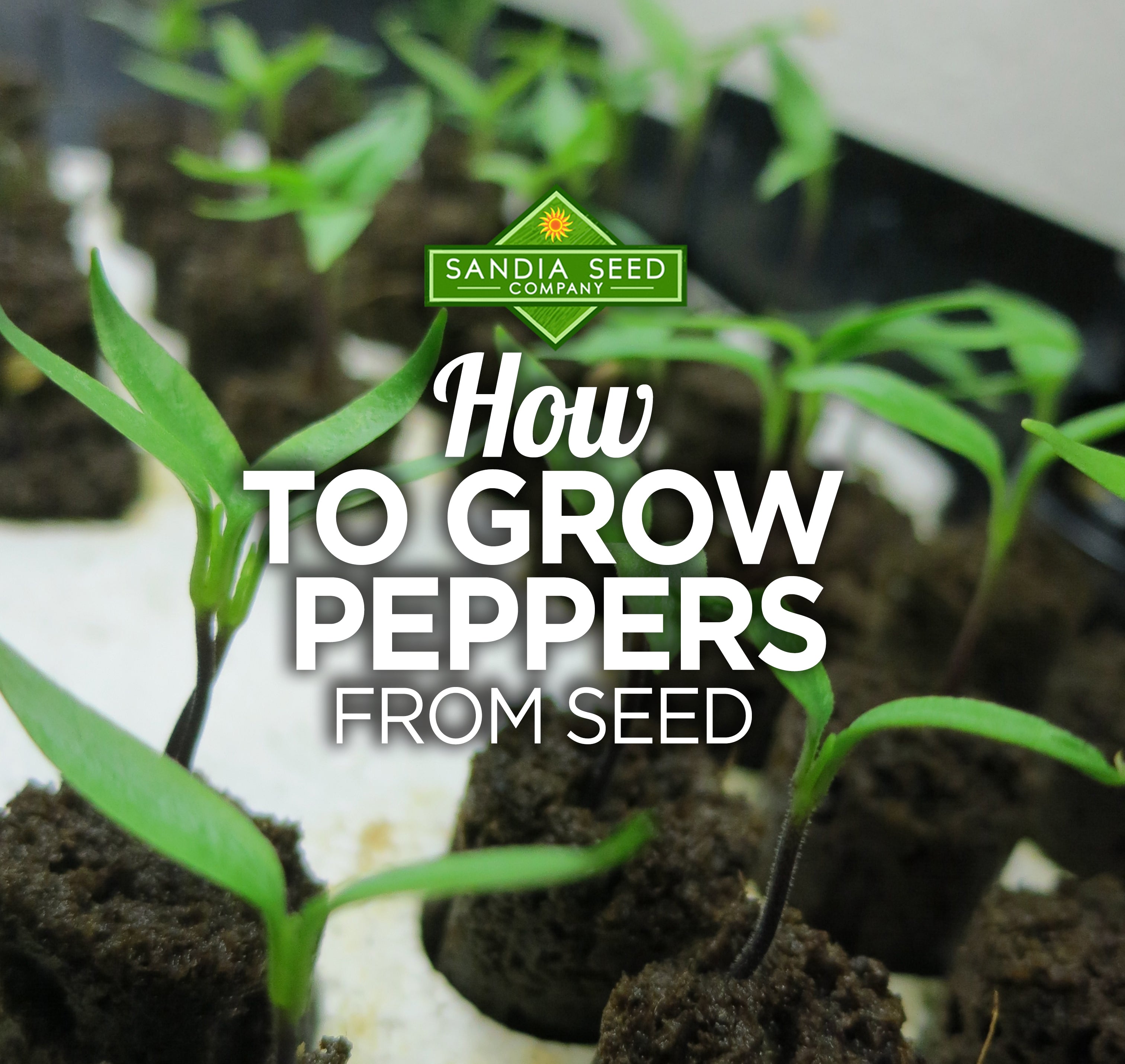 How to Grow Peppers fro Seed