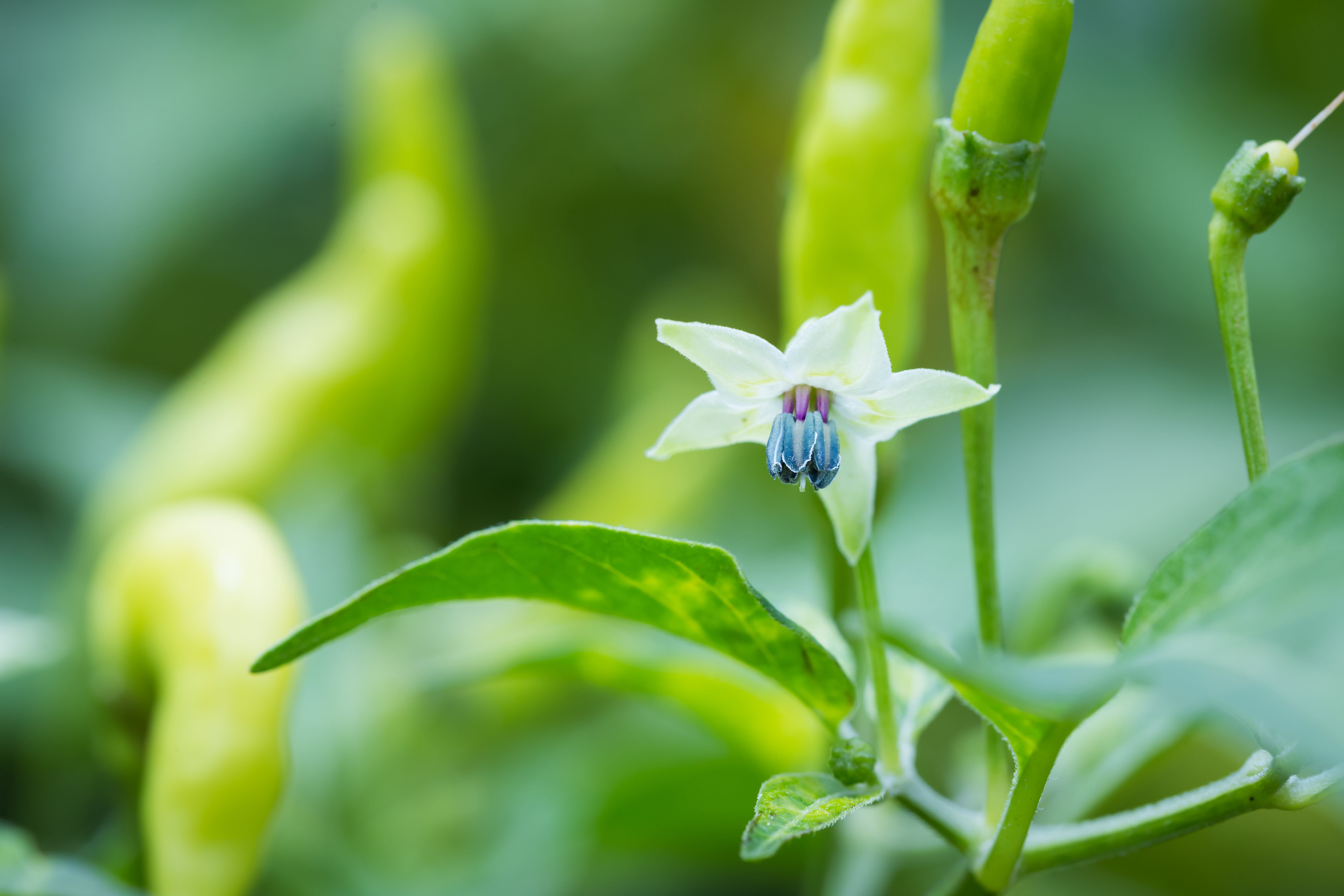 Pepper plant has flowers but no peppers