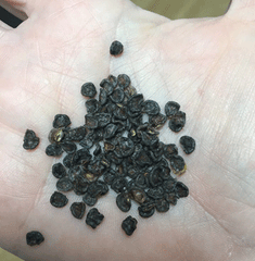 Manzanoseeds_medium.gif?9375312382407136