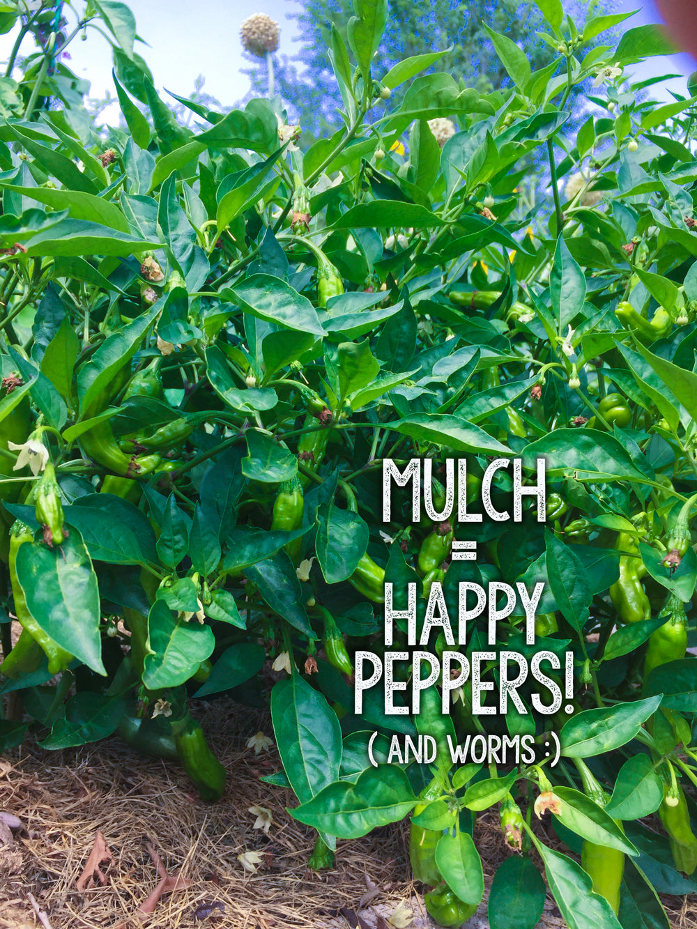 mulching peppers 