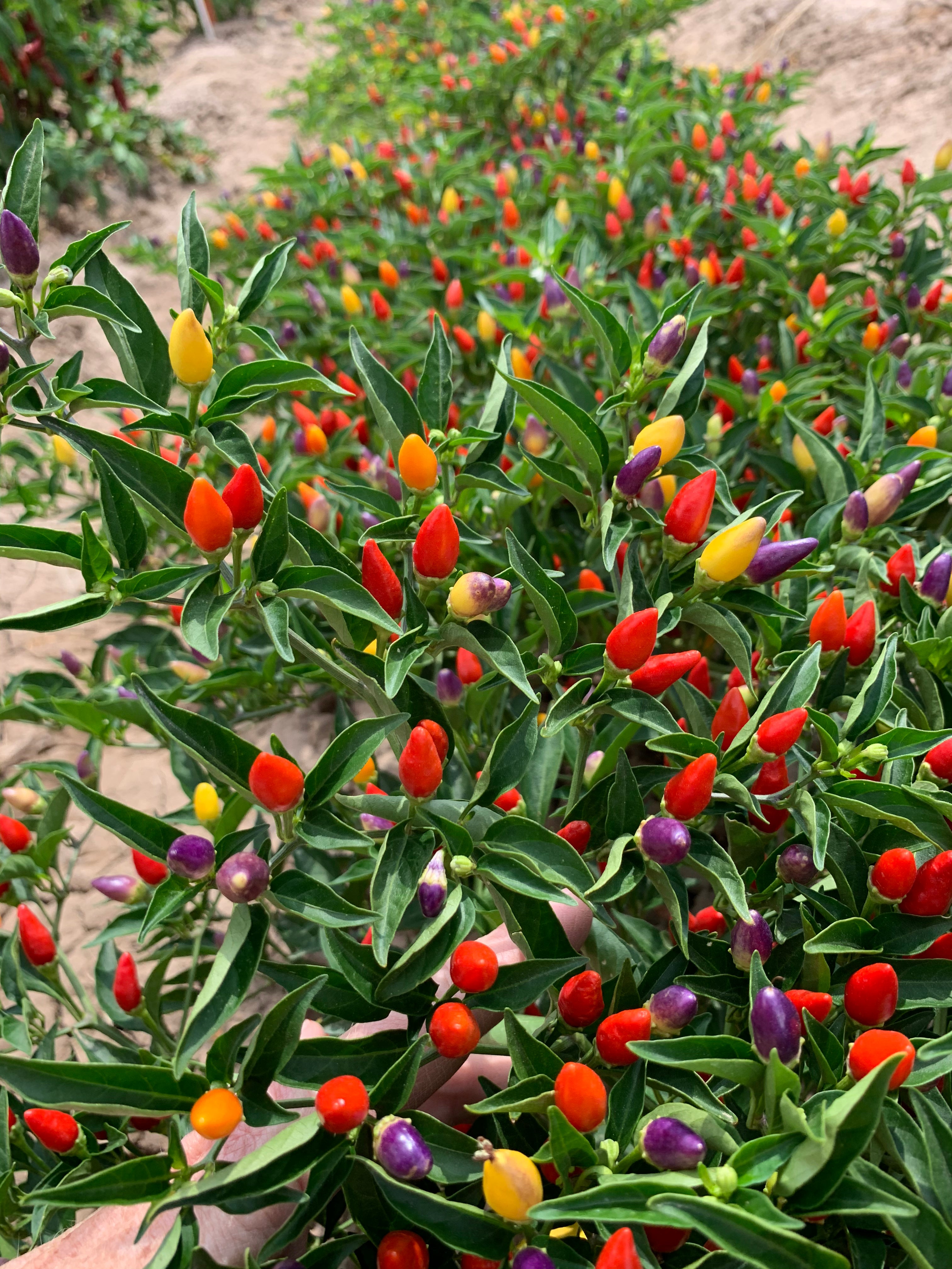 3 Peppers You Should Grow - NuMex Twilight Ornamental Pepper Seeds