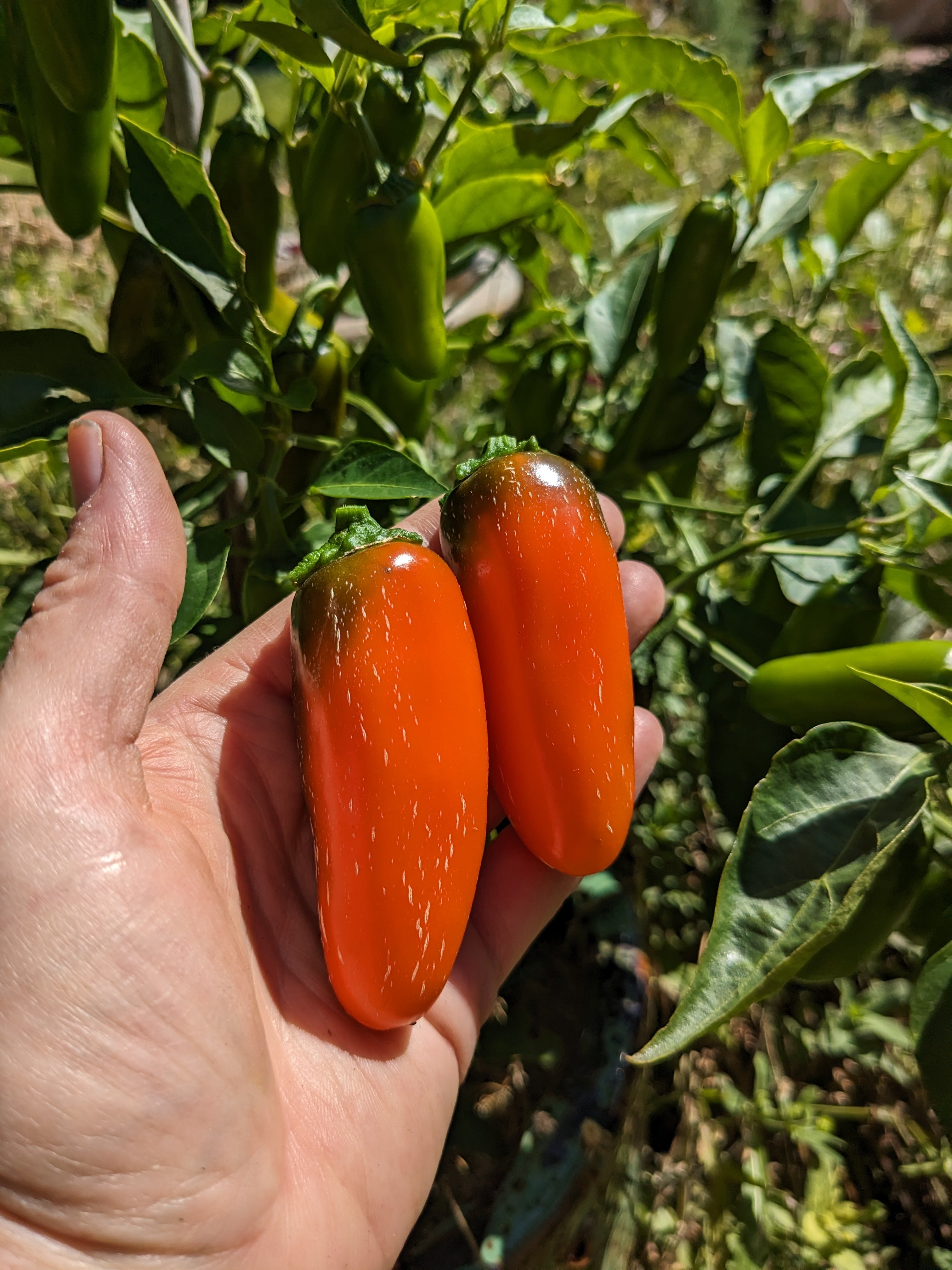 When to pick jalapeno peppers?