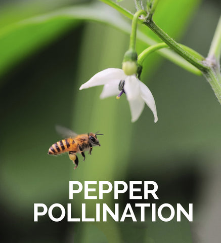 Chile Pepper Bee Pollination