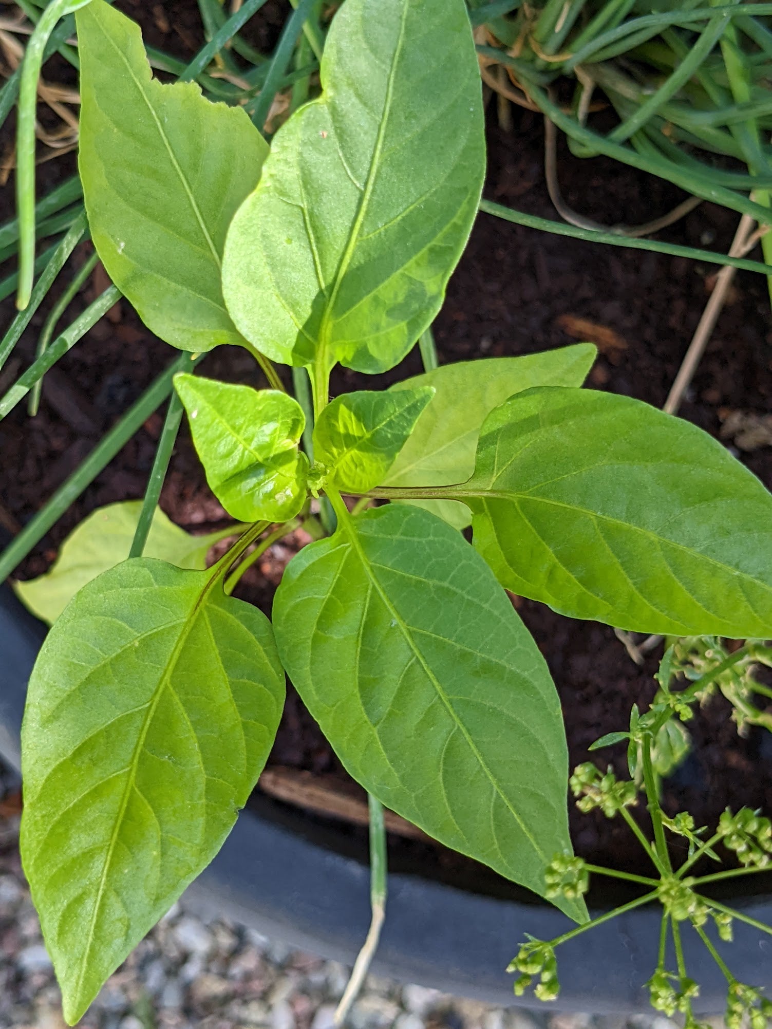 What month is best to plant pepper seeds?