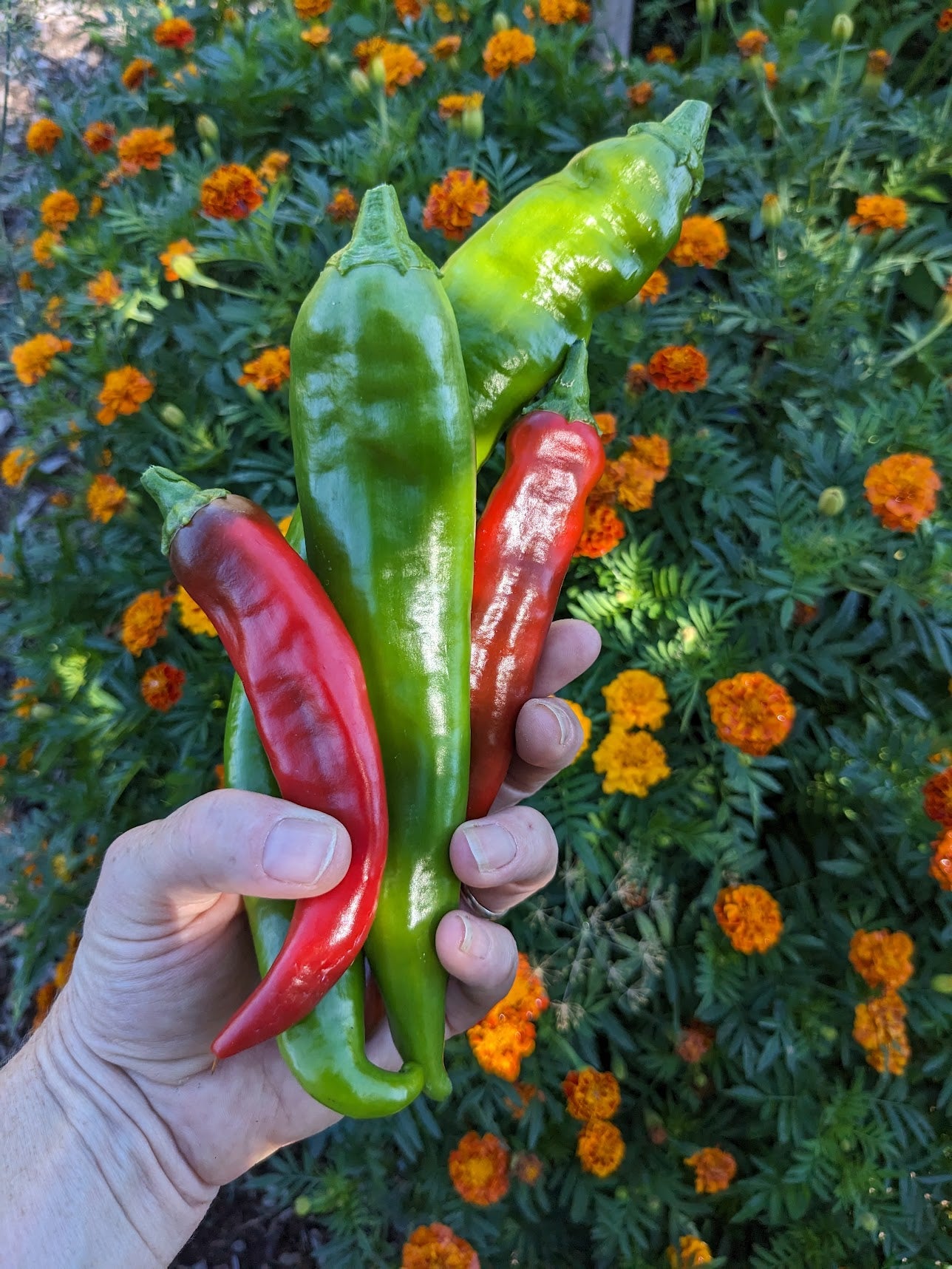 Chile Pepper Companion Plants- Marigolds