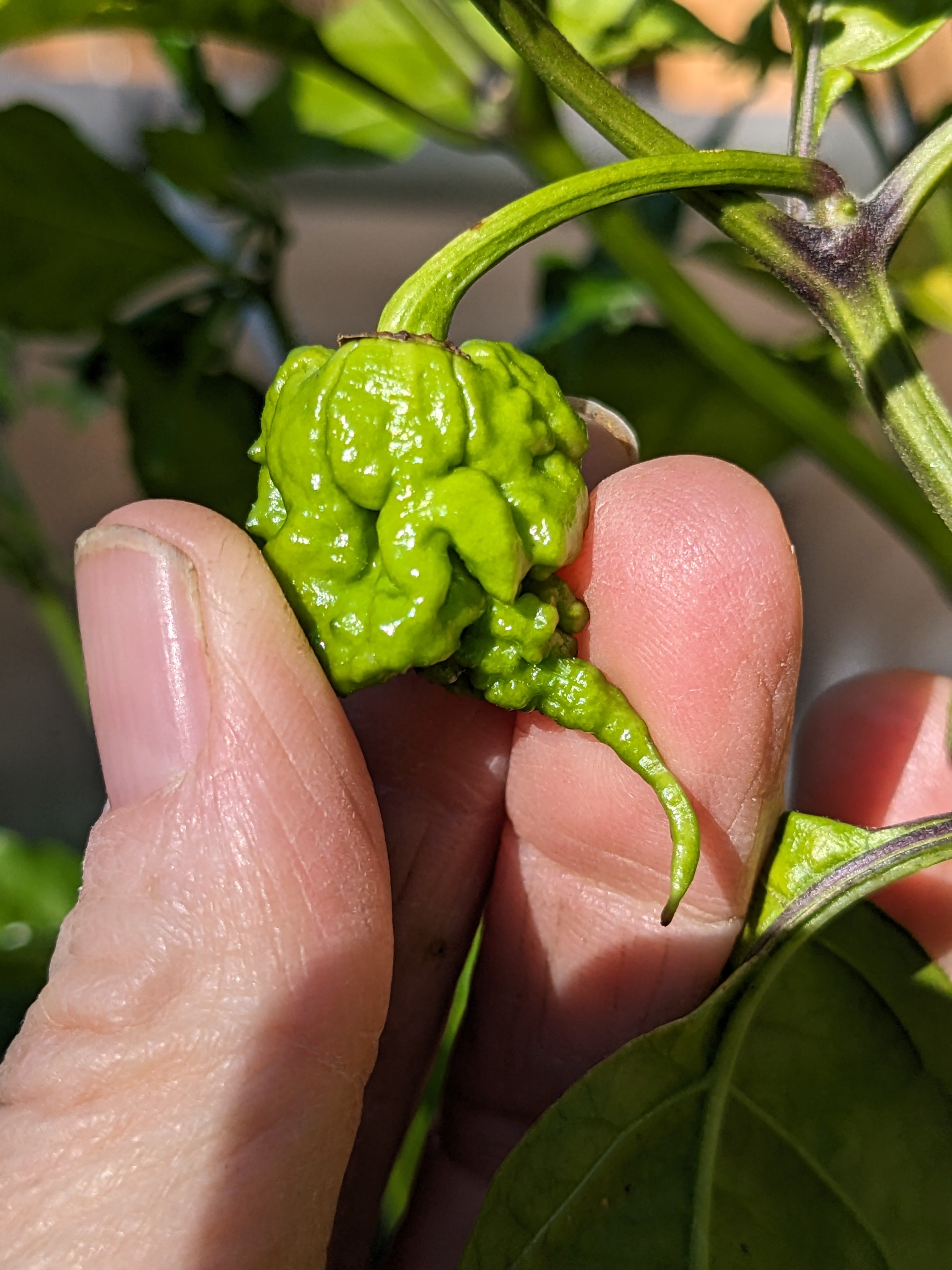 Hottest Peppers in the World: Unripe Carolina Reaper - look at that tail!