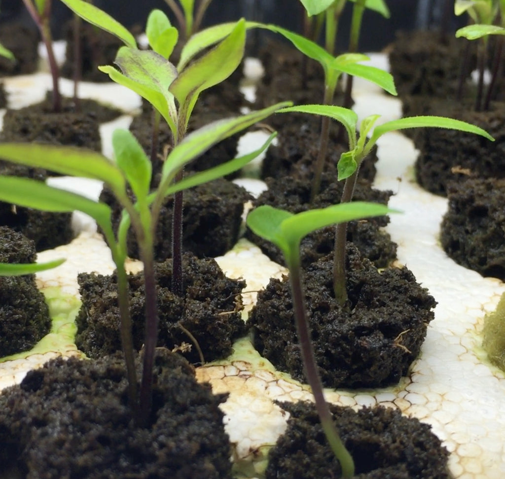 How Often to Water Pepper Plants in Pots - avoid overwatering seedlings!