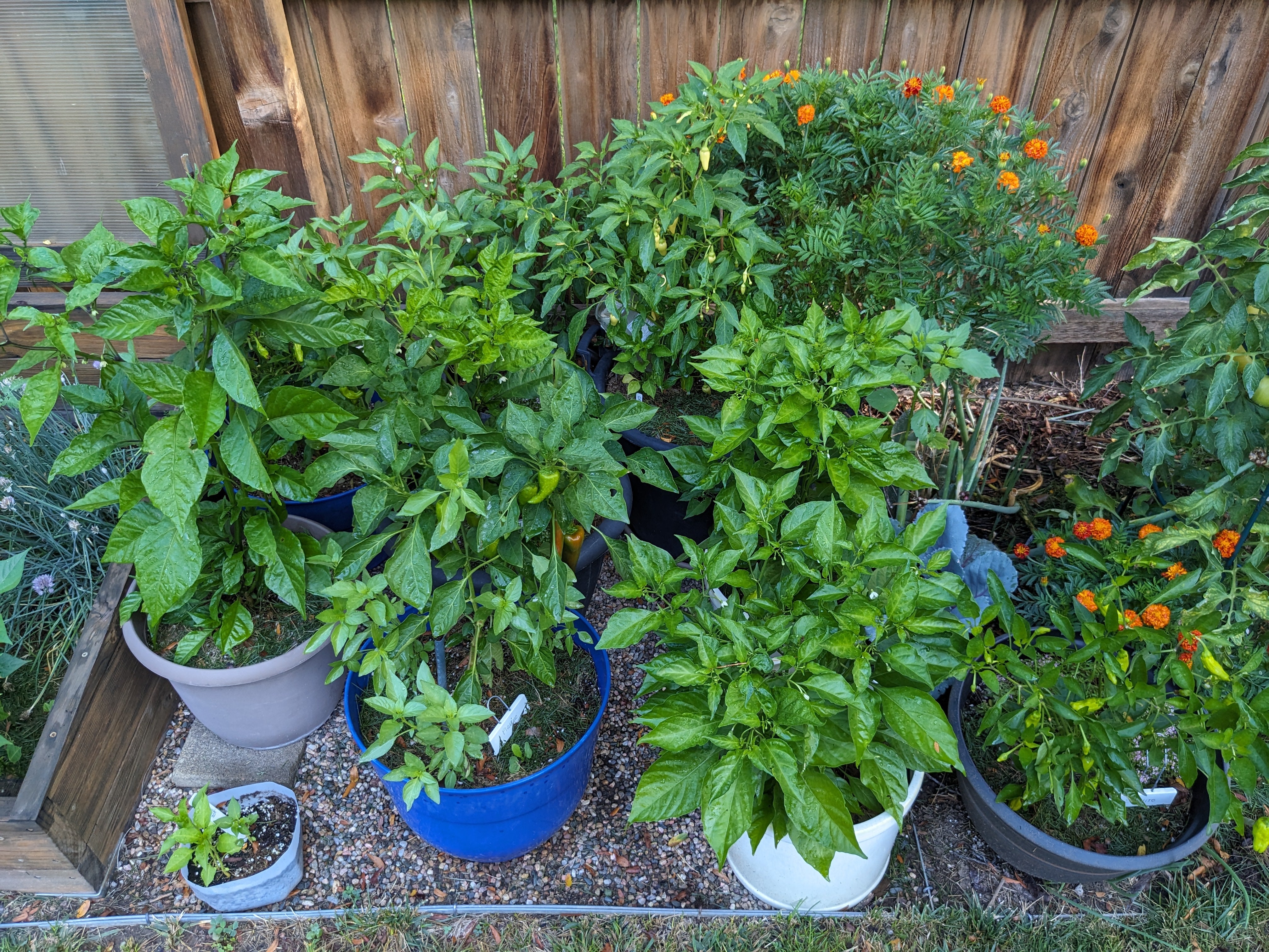 Grow Habanero Seeds in Pots
