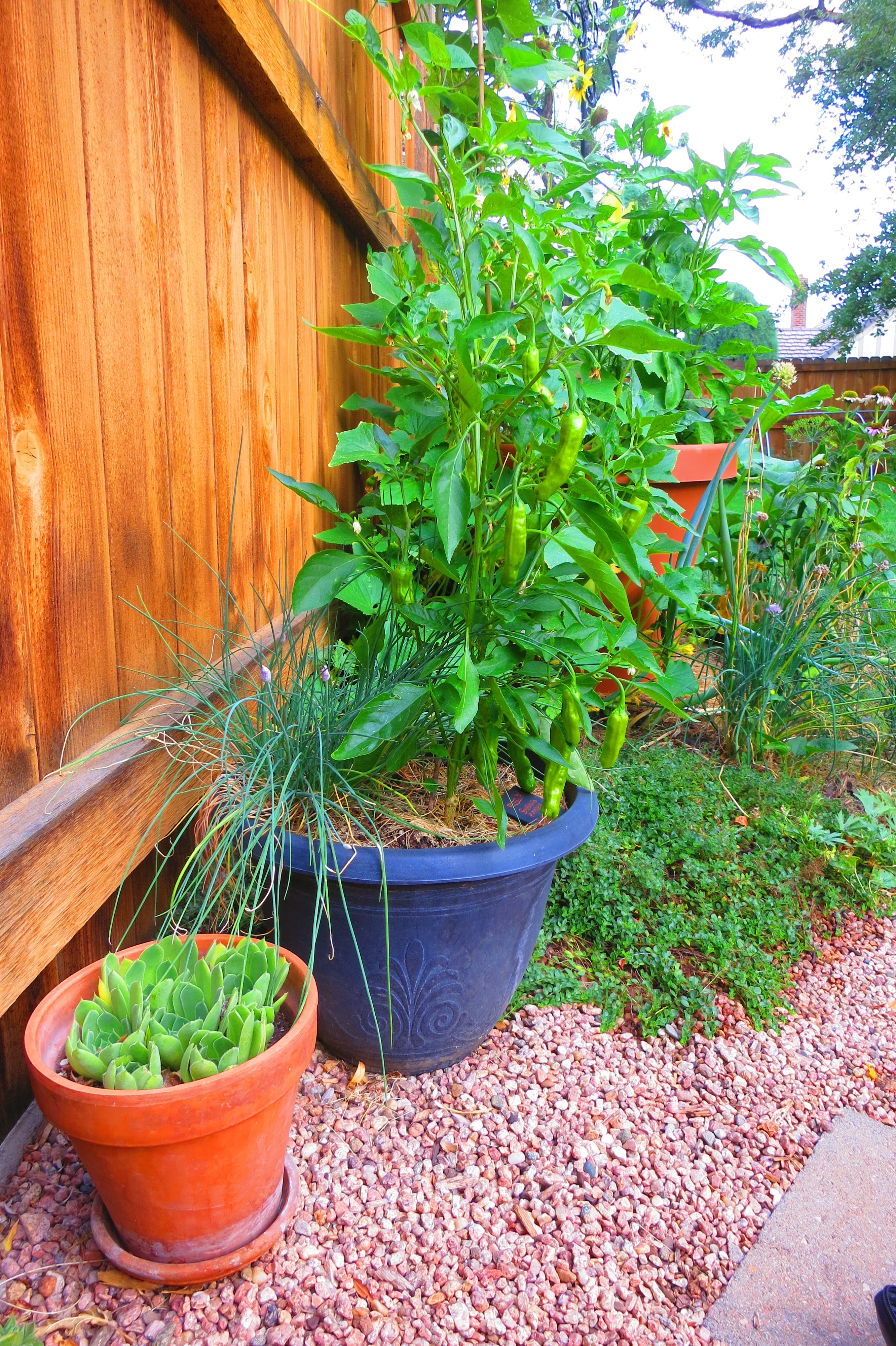 Container Size For Peppers Sandia Seed Company