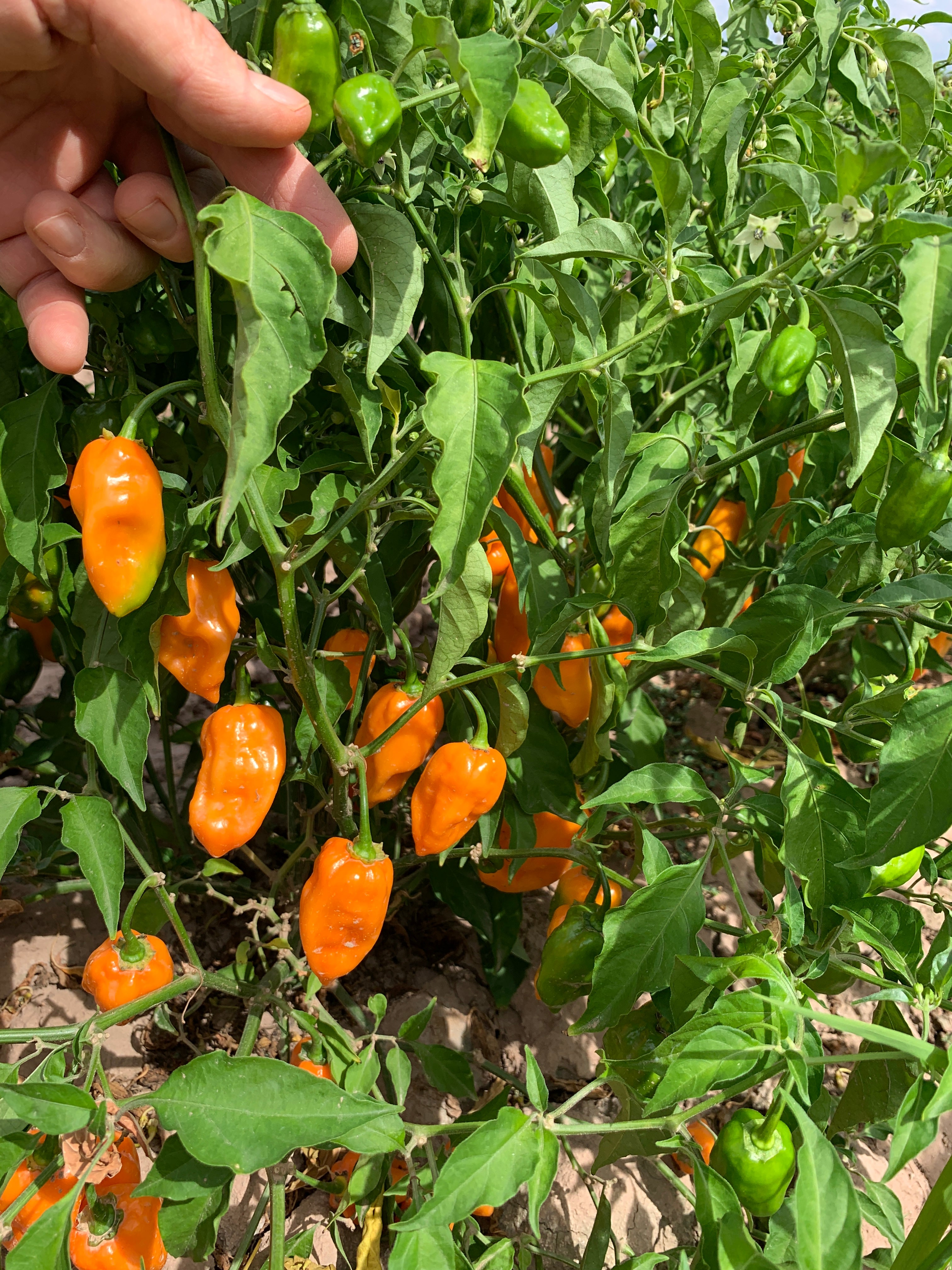 Can you grow habanero peppers from seeds?