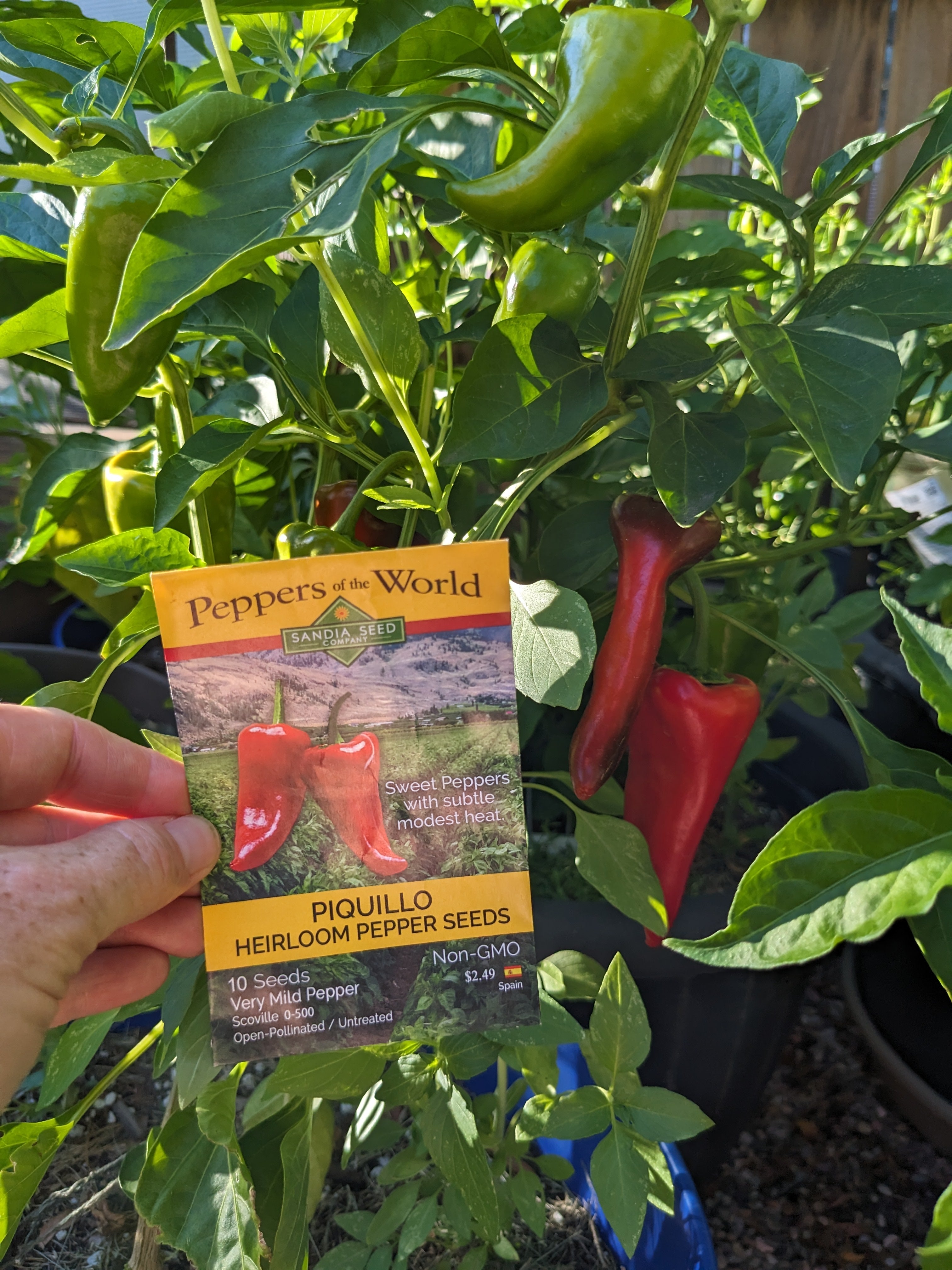 Piquillo Peppers from Spain