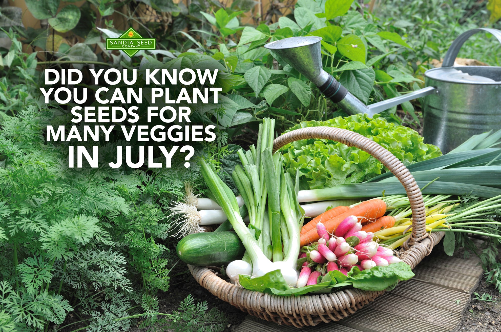 Plant Vegetables in July!