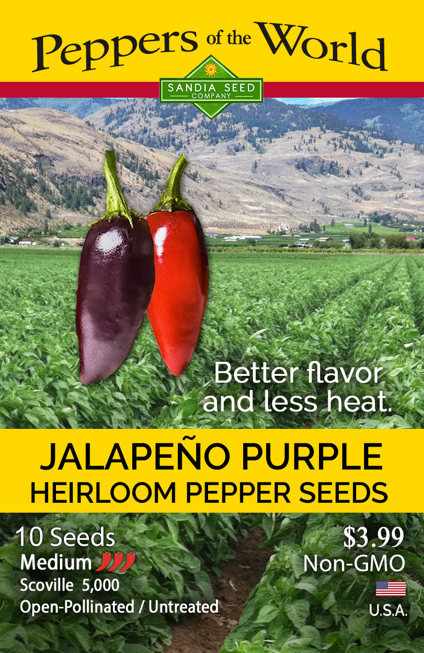 Purple Jalapeno Seeds