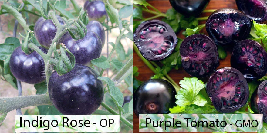 Purple Tomato Seeds