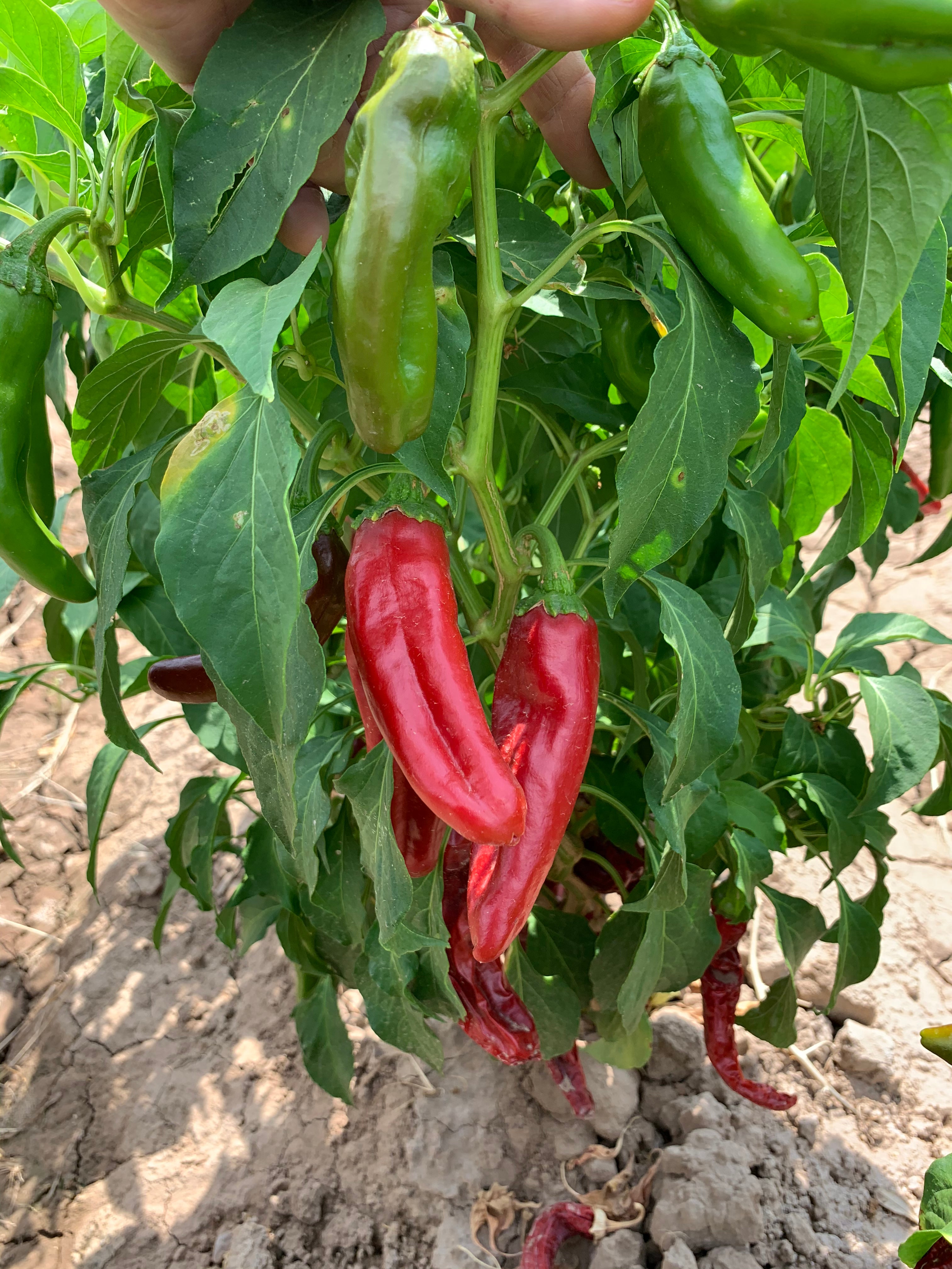 Grow Red Chile Seeds