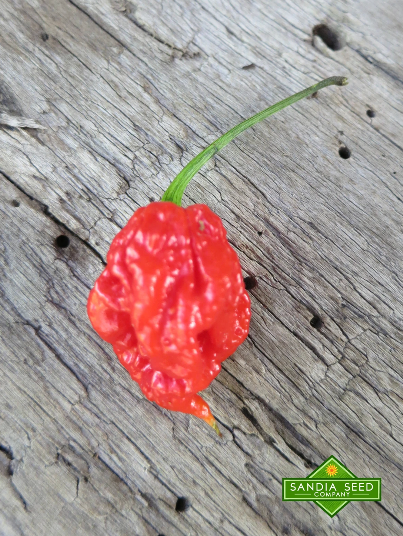 Hottest Pepper 2020 Sandia Seed Company