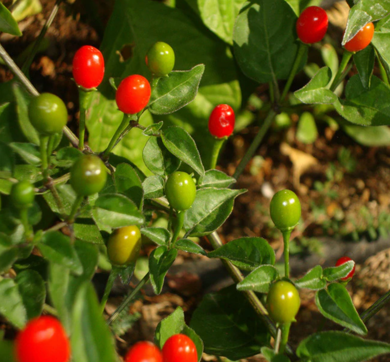 Chiletepin Peppers
