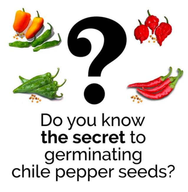 The secret to germinating pepper seeds