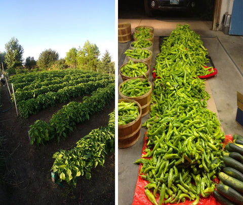 Wyoming-grown Hatch Chiles from seeds