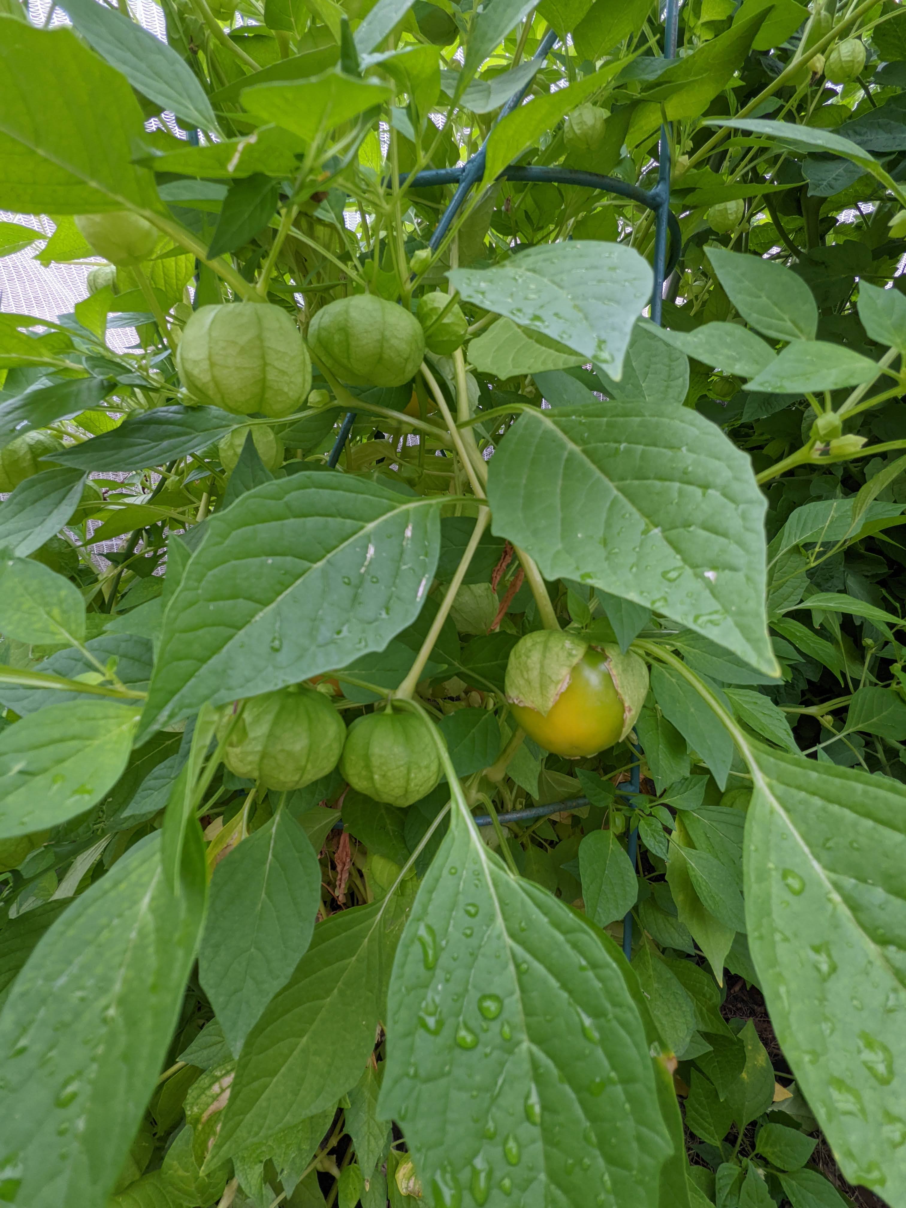 Tomatillo Growing Stages