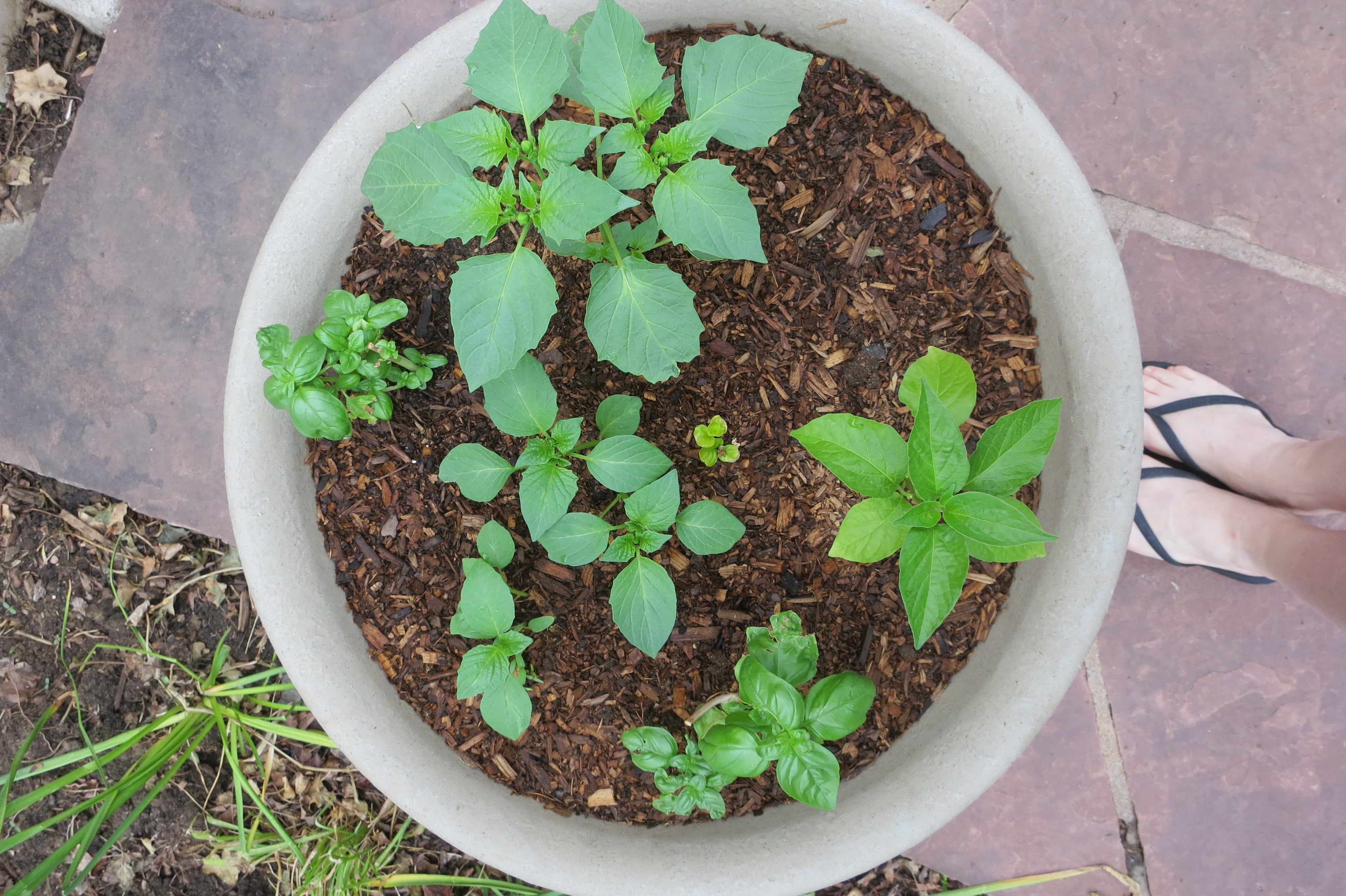 Vegetable container garden with tomatillos, basil, peppers