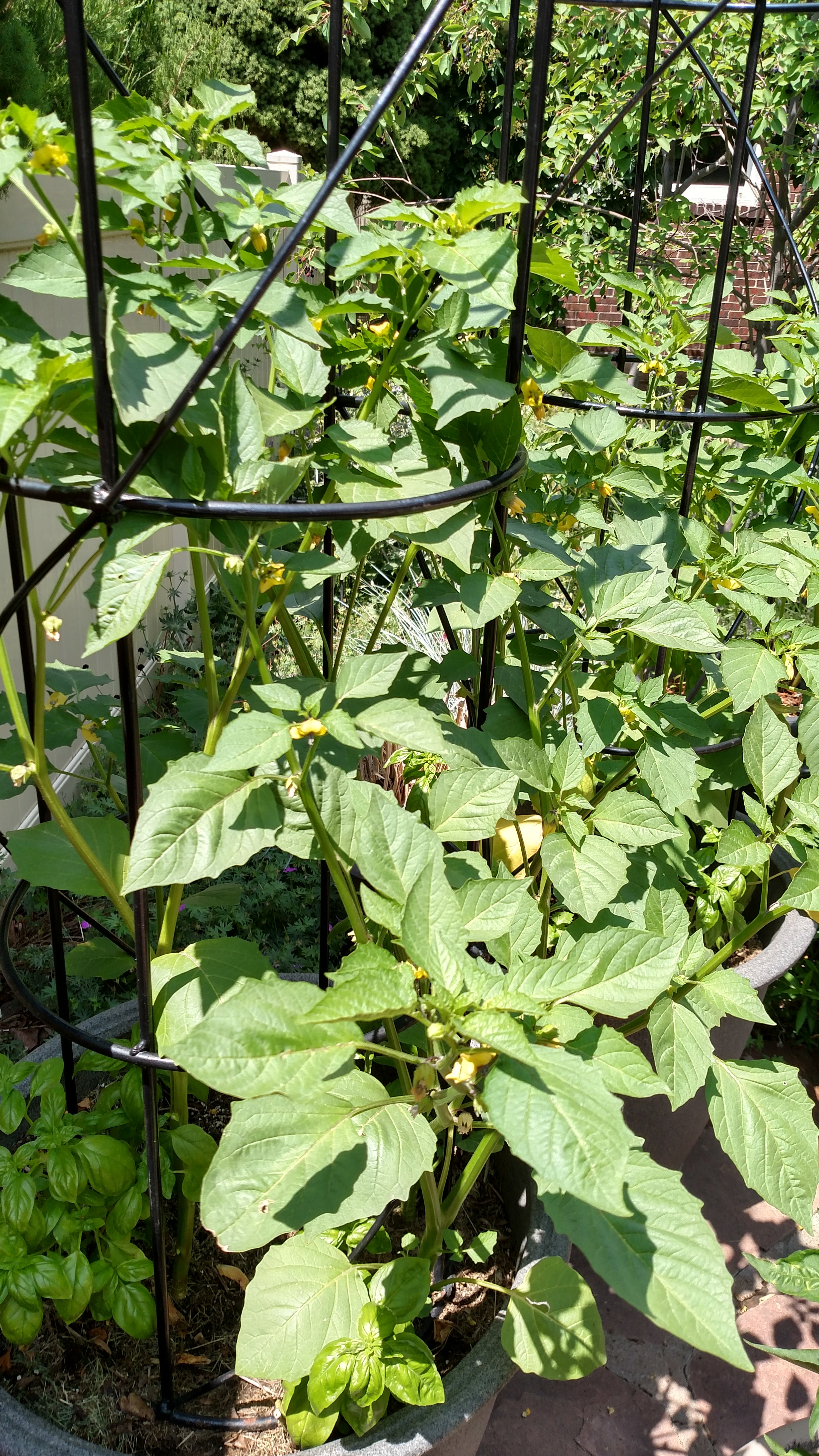 How to grow Tomatillos from Seed