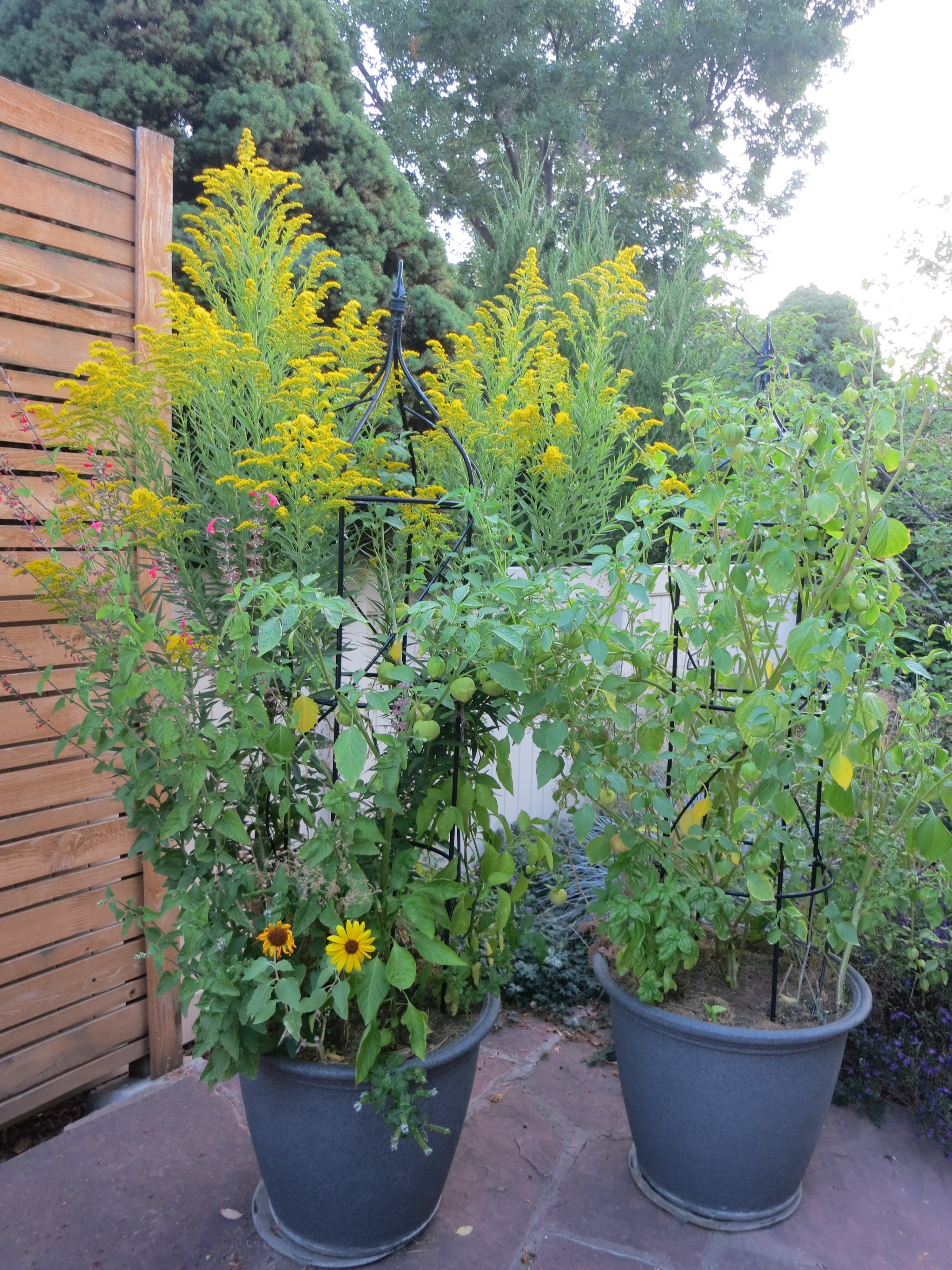 Tomatillos in Pots