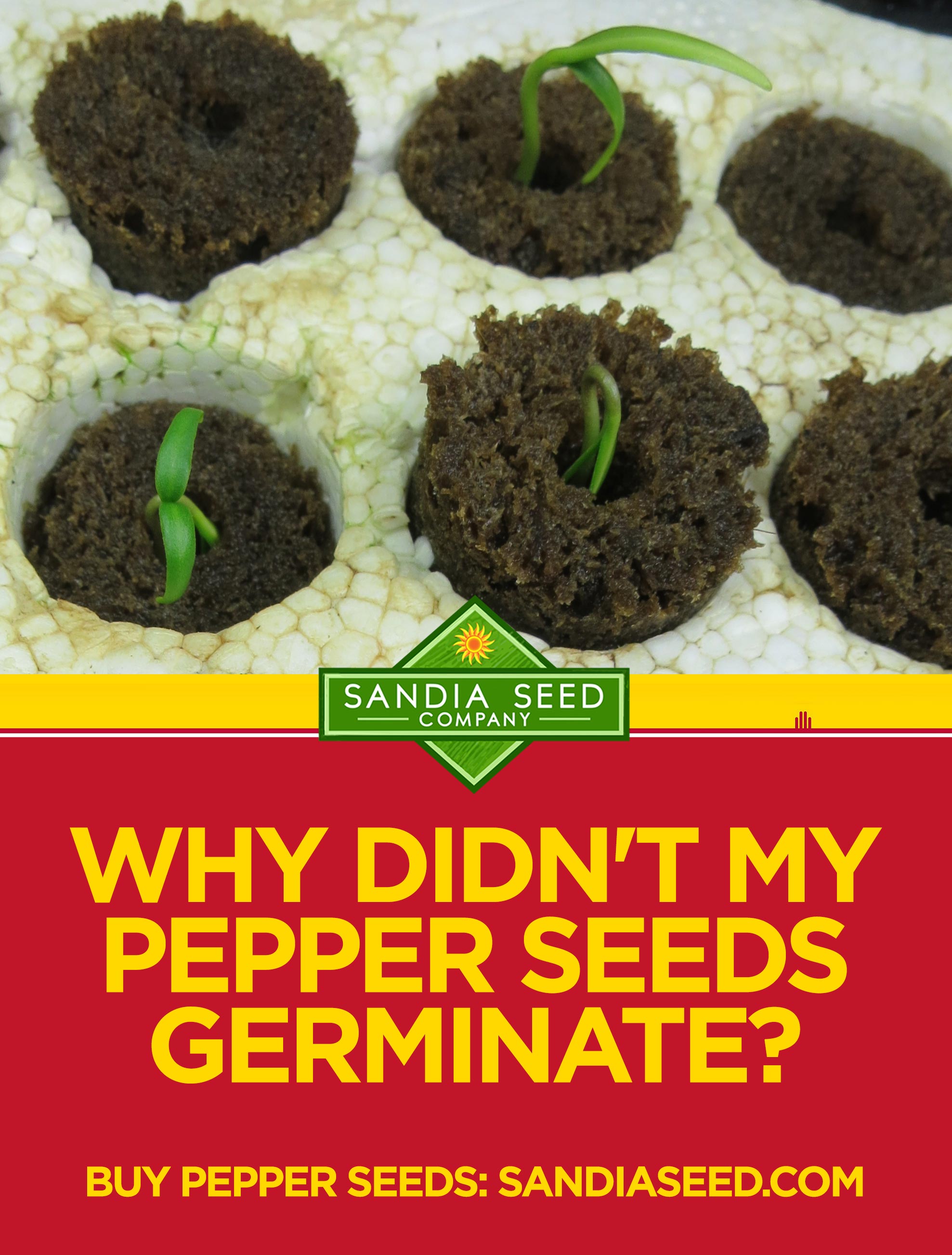 Pepper seeds not germinating