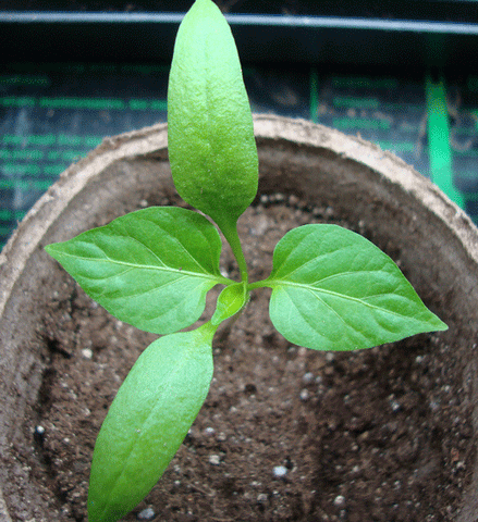 Bhut Jolokia Seeds - seedling