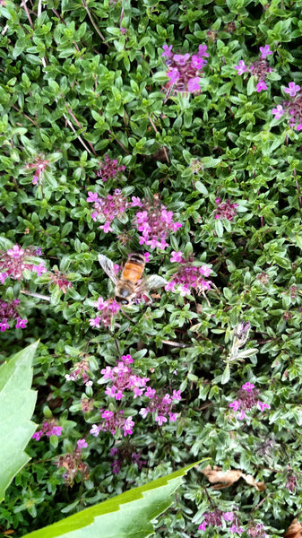 Pepper Companion Plants - Thyme