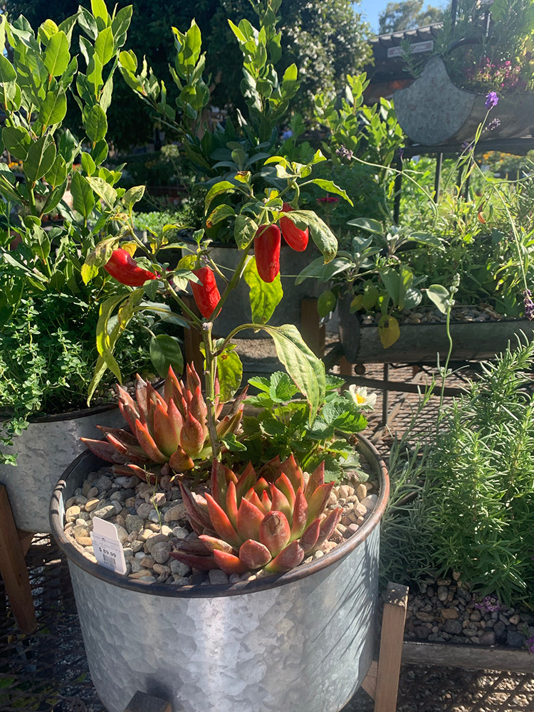 Can you put pepper plants together in one big pot? – Sandia Seed