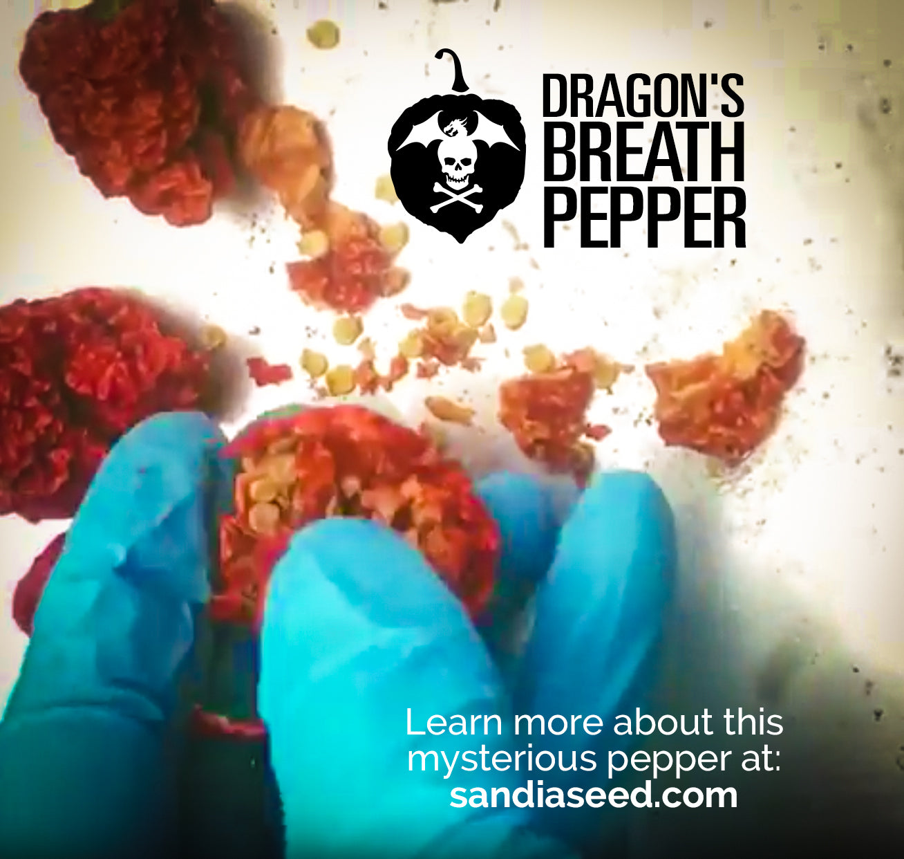 dragon's breath pepper