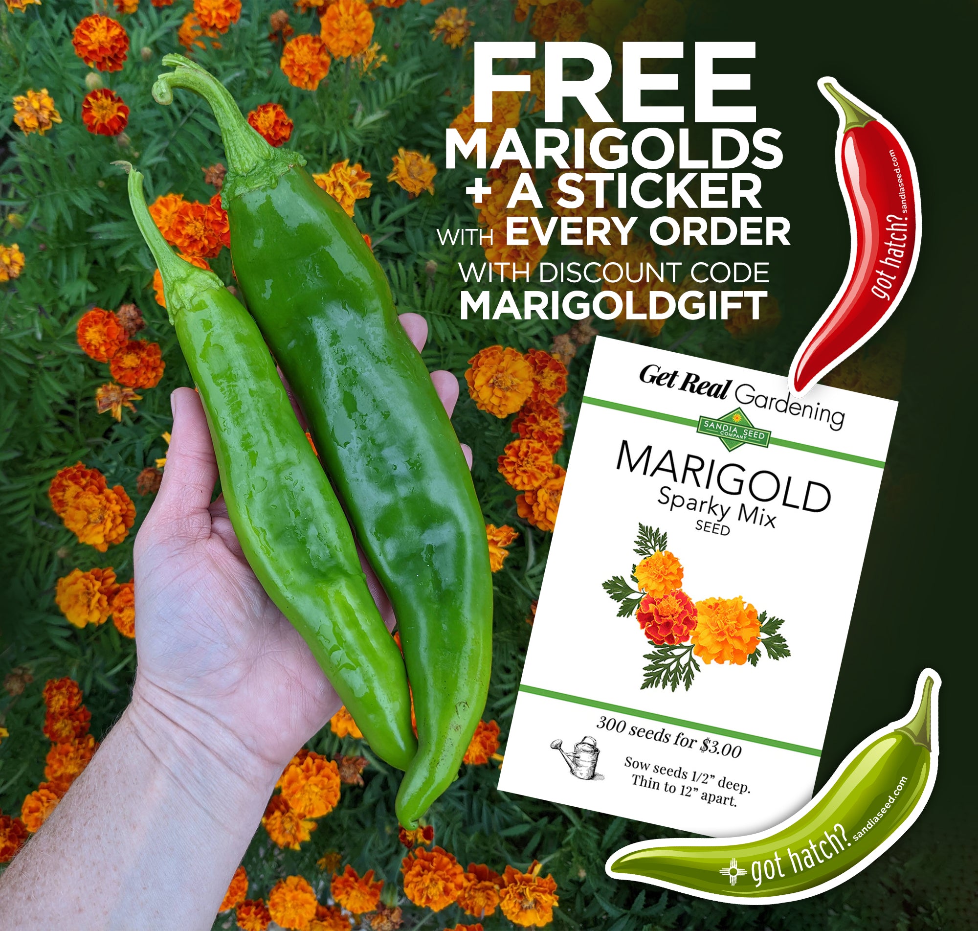 Free Marigold Seeds in December 2023