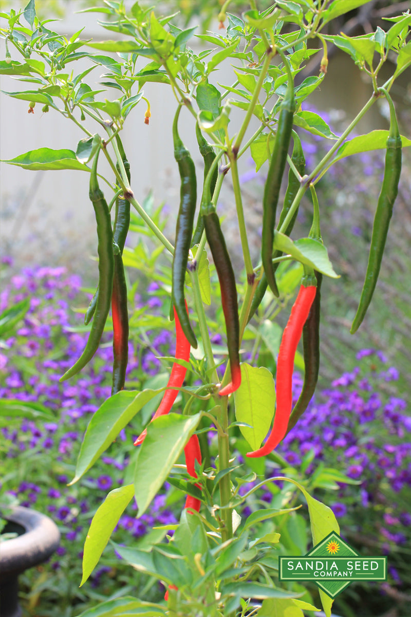 Goat Horn Pepper Seeds - Beautiful Pepper Plants