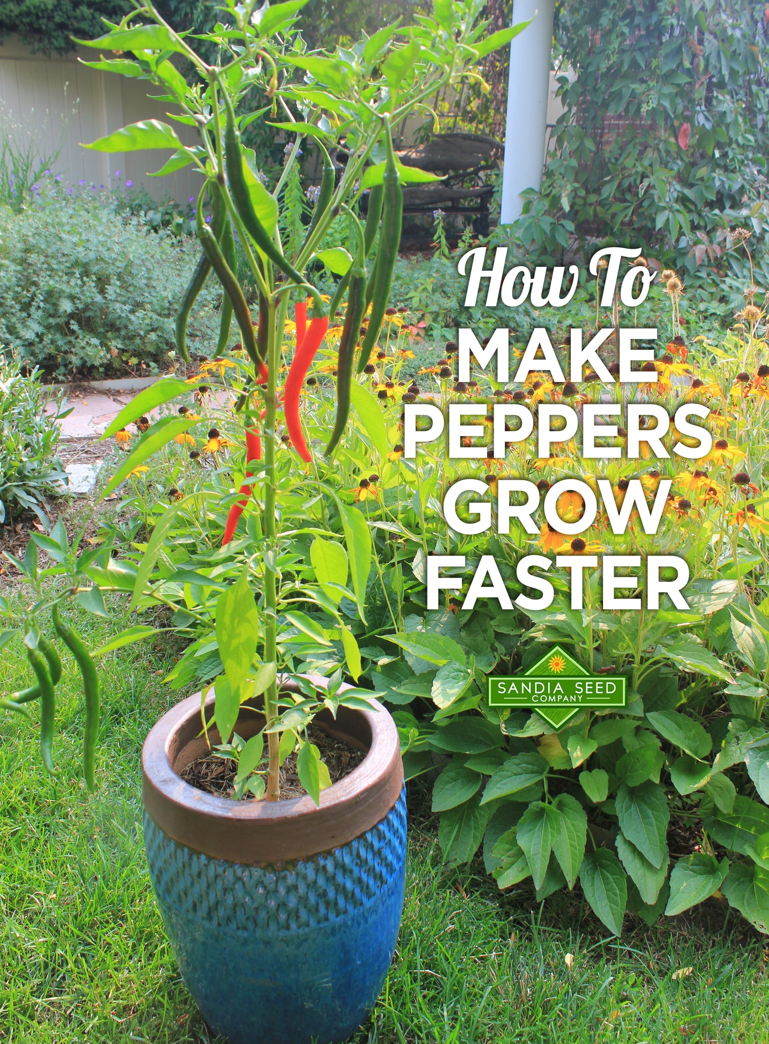 https://cdn.shopify.com/s/files/1/0871/0950/files/how-to-make-peppers-grow-faster_2048x2048.jpg?v=1583787674