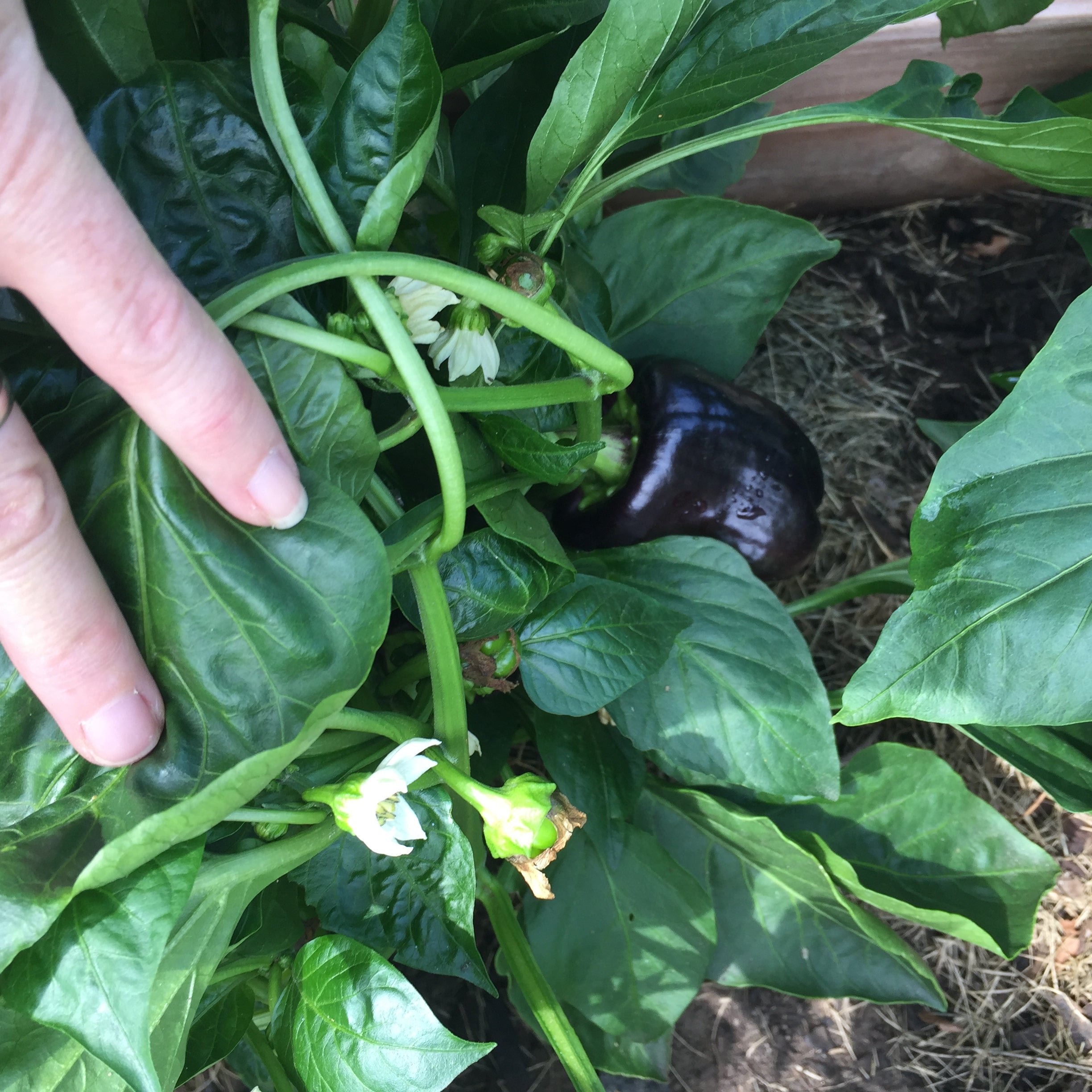 Purple Bell Peppers – Sandia Seed Company