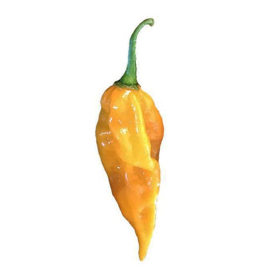 Hot Pepper  Carolina Reaper – The Seed Company by E.W. Gaze