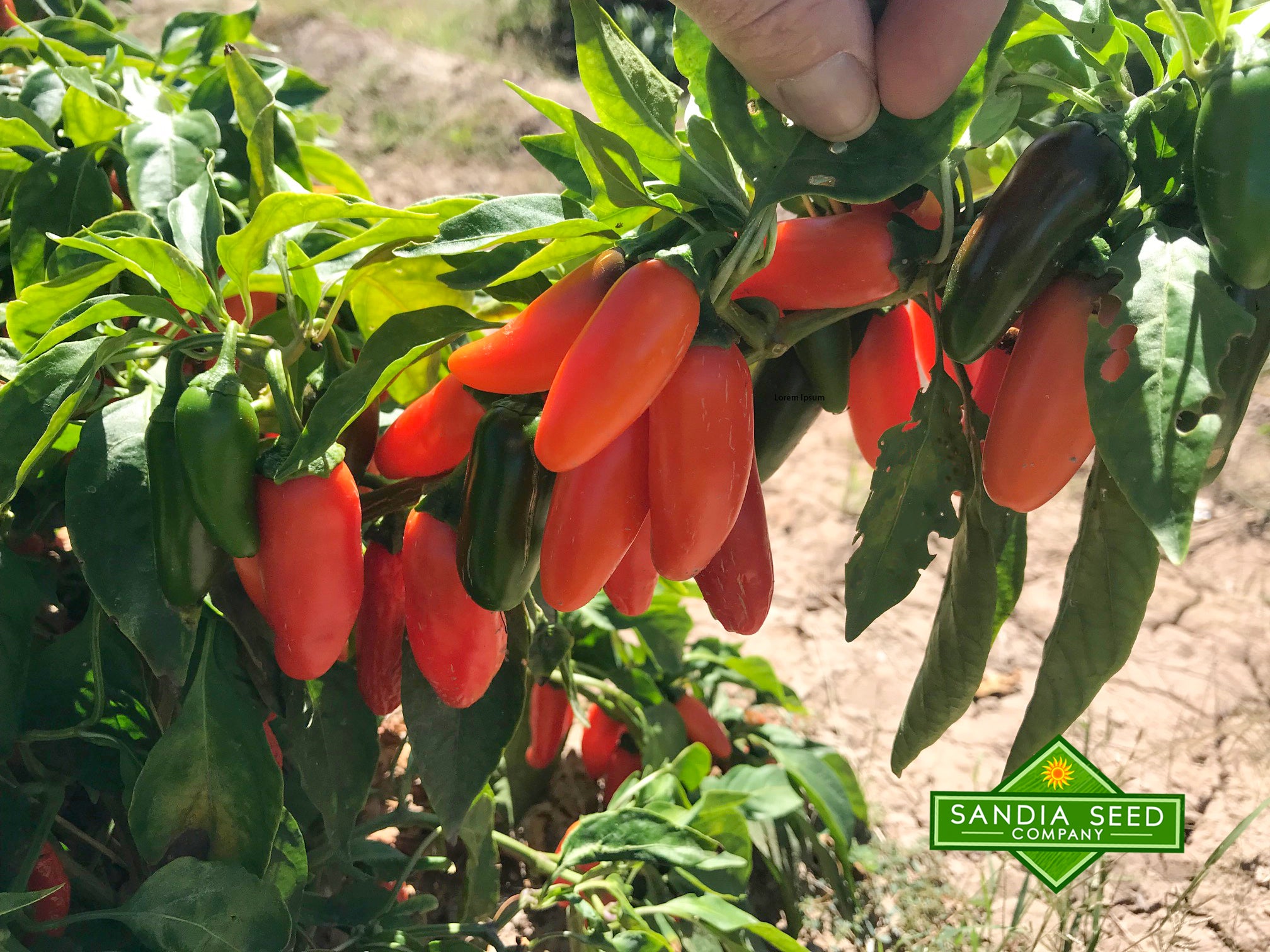 Fastest Growing Hot Peppers: Jalapeno