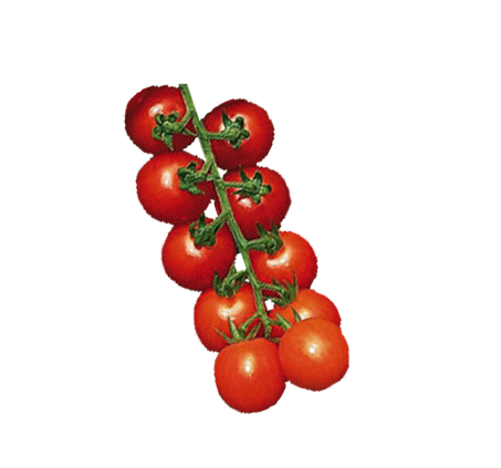 Tomato - Super Sweet 100 Hybrid - Sandia Seed Company