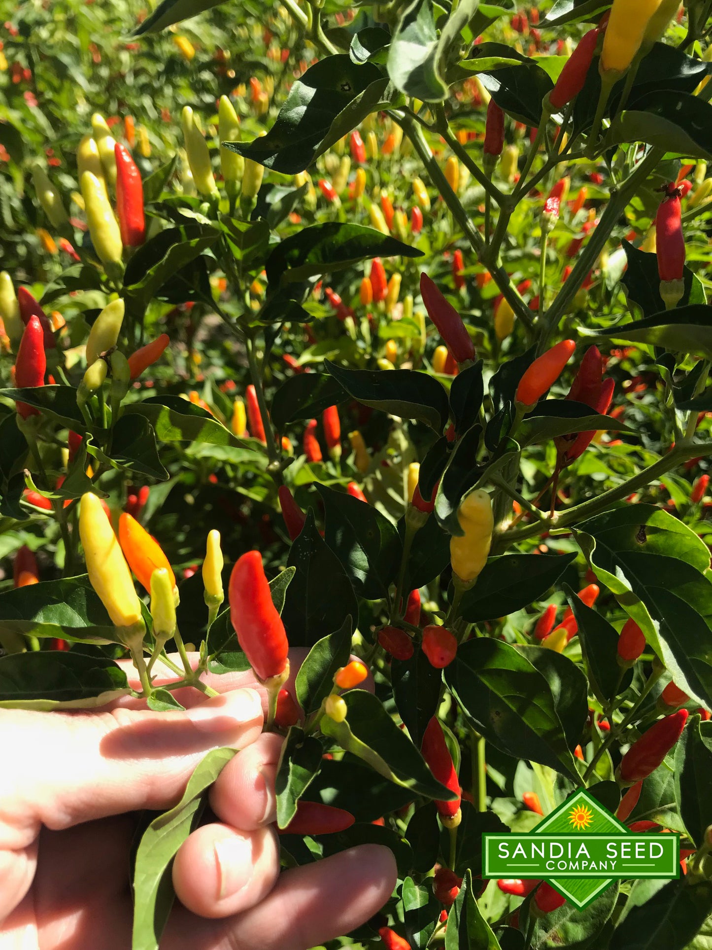 tabasco pepper plant kit