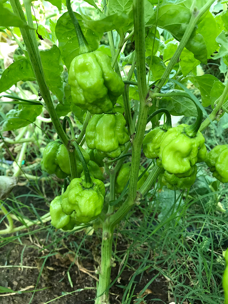 Scotch Bonnet Yellow Pepper Seeds - Sandia Seed Company