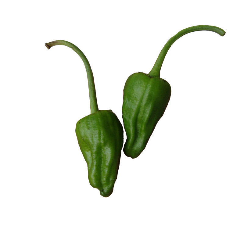 Padron Sweet Spanish Heirloom Pepper Seeds Sandia Seed Company