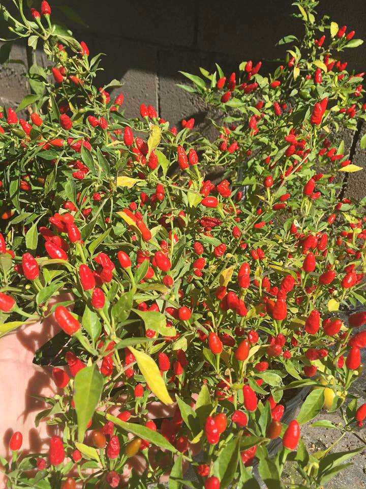 Pequin / Piquin Bird Pepper Seeds Sandia Seed Company