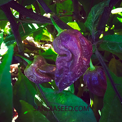 Purple Peppers - Ghost Peppers