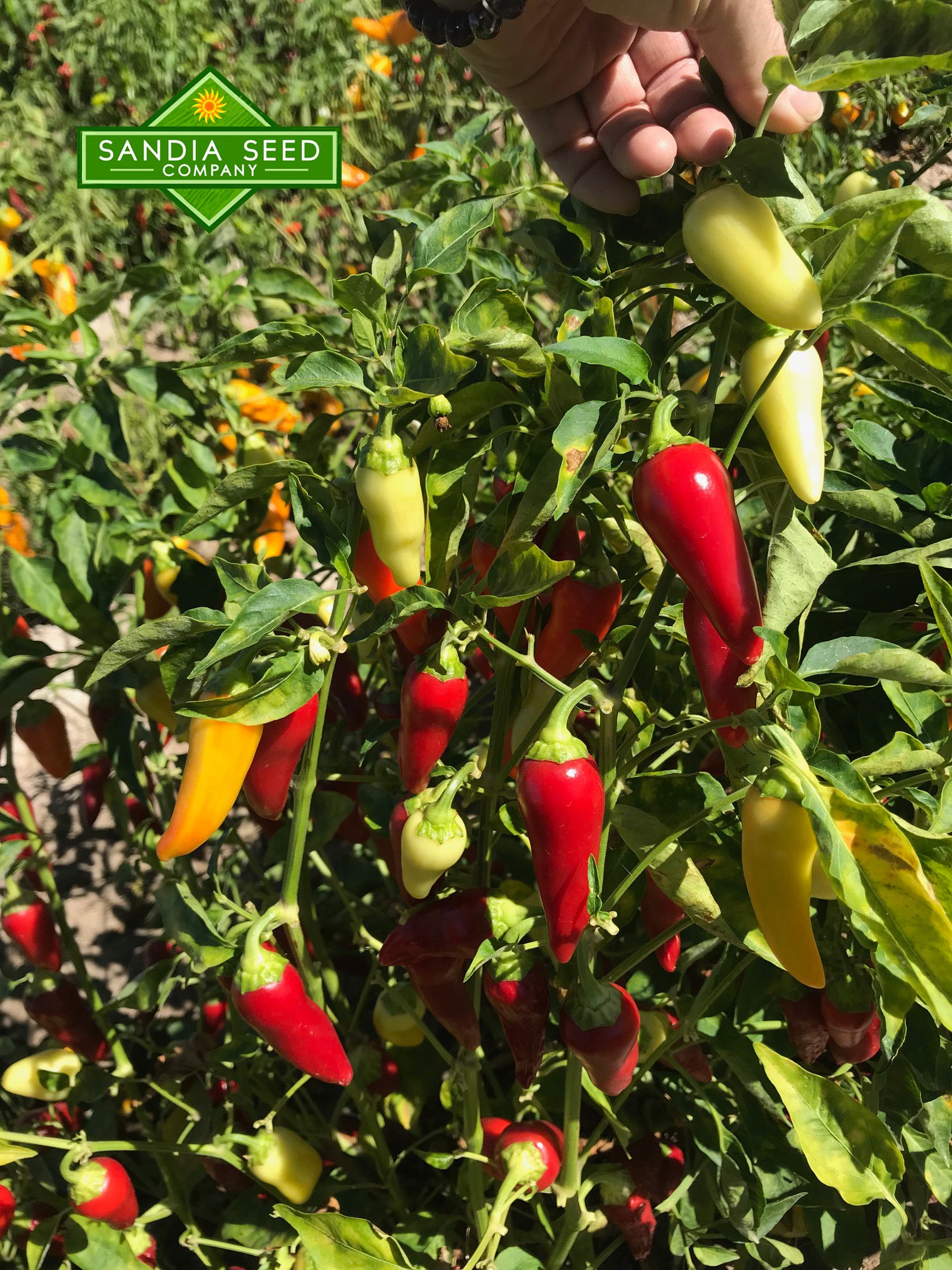 Wax Peppers: Santa Fe Grande Pepper