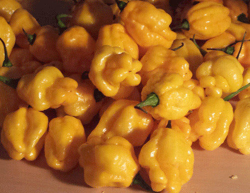 Yellow Brain Strain / Yellow 7 Pot Pepper Seeds