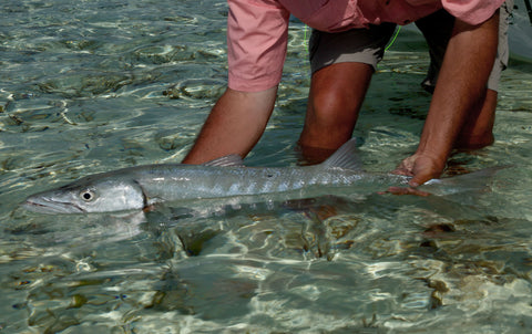 Cayo Romano Cuba Barracuda